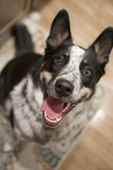 Happy black and white dog looking for adopter