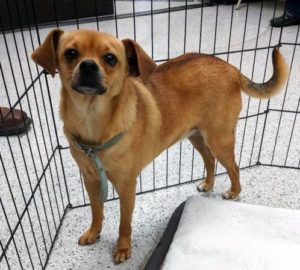 A vibrant dog park bathed in sunlight features abundant greenery with mature trees, offering ample shade for leisurely outdoor activities. In the distance is a well-equipped playground that presents an additional activity area. An inviting picnic table spreads out nearby, ideal for enjoying meals al fresco or taking relaxing breaks from play. A neatly-placed trash bin aids in maintaining the park's cleanliness for everyone's enjoyment. Dominating the scene is a generously wide dirt path gracefully curving through the expanse of grass, promising exploratory walks and lively fetch games.