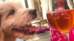 A vibrant dog park bathed in sunlight features abundant greenery with mature trees, offering ample shade for leisurely outdoor activities. In the distance is a well-equipped playground that presents an additional activity area. An inviting picnic table spreads out nearby, ideal for enjoying meals al fresco or taking relaxing breaks from play. A neatly-placed trash bin aids in maintaining the park's cleanliness for everyone's enjoyment. Dominating the scene is a generously wide dirt path gracefully curving through the expanse of grass, promising exploratory walks and lively fetch games.