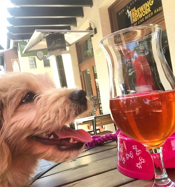 Dog at a winery in Concord