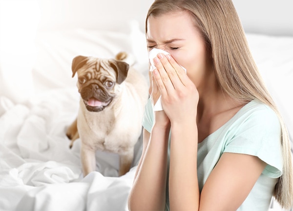 Dog with person sneezing