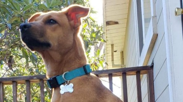 Contra Costa Humane Society