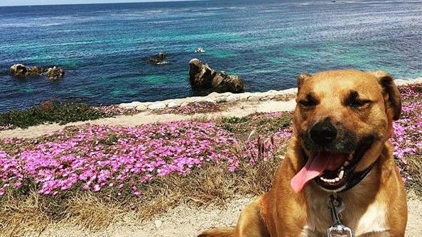 Dog and person saking up coastal scenery