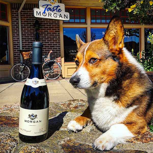 Dog and a wine bottle at a dog-friendly winery