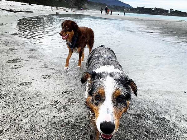 Two dogs splashing it up at Monterey County