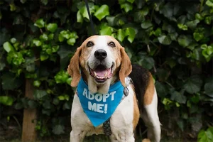 Peace of Mind dog rescue