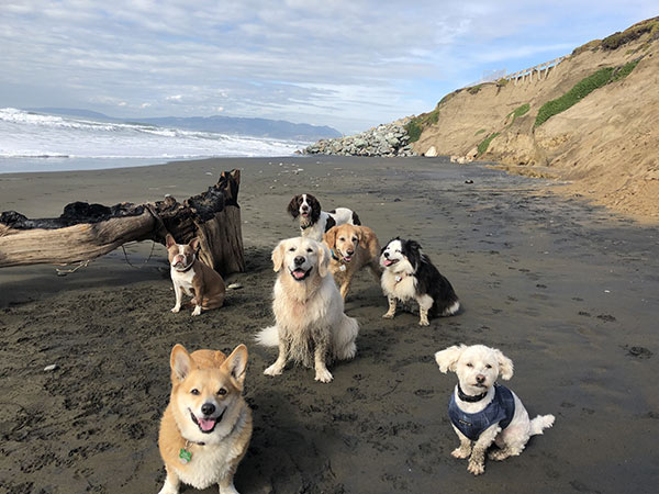 Several dogs at Fort Funston