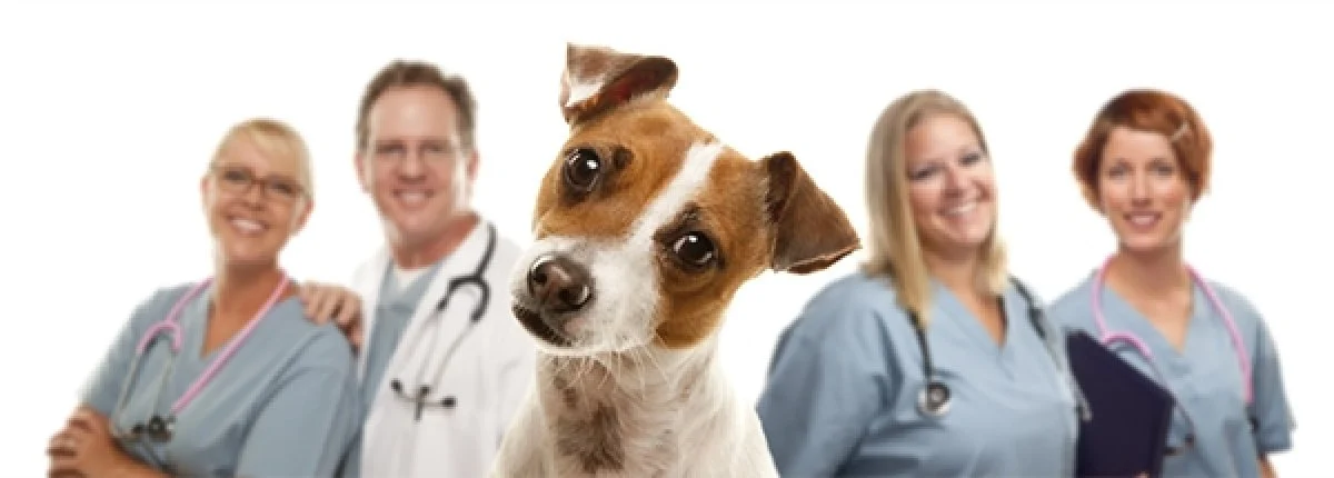 Image from Finding the right vet on DogTrekker