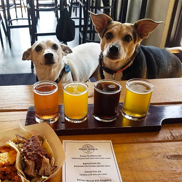 Dogs with people having a beer in Sacramento