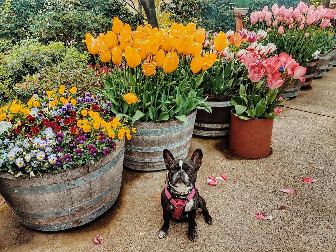 Dog in flowers i Calaveras County