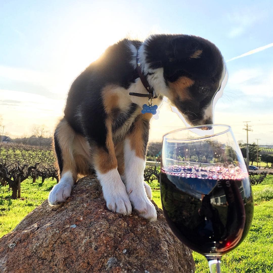 Dog in vineyard with glass of wine in Amador Wine Country