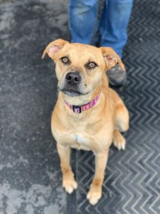Friends of the Animal Community 2019