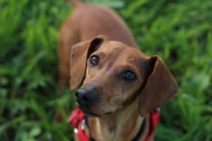 Santa Cruz SPCA new forever home