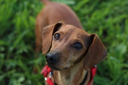 Image from Santa Cruz SPCA new forever home on DogTrekker
