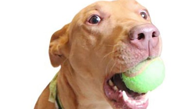 Dog holding a ball in mouth at Butte Humane Society