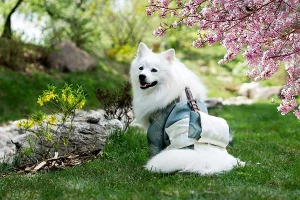 Vet Buzz: Dog first aid kit