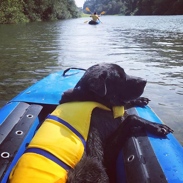 Dog with life jacket in boat on the Russian River