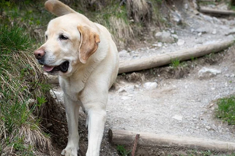 Image from Vet Buzz: dangers on the trail on DogTrekker
