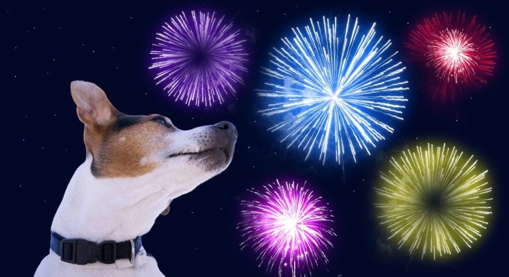 Dog being anxious about fireworks