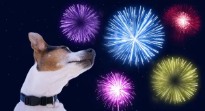 Vet Buzz: Fireworks anxiety