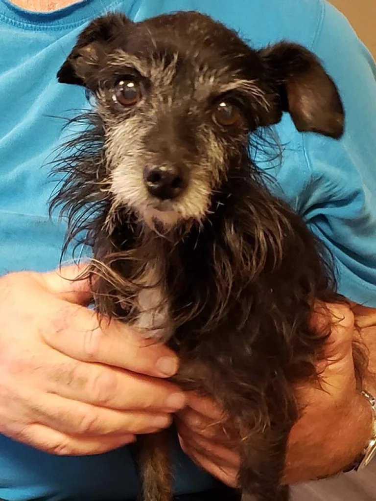 Image from Tri-Valley Animal Rescue 2019 on DogTrekker