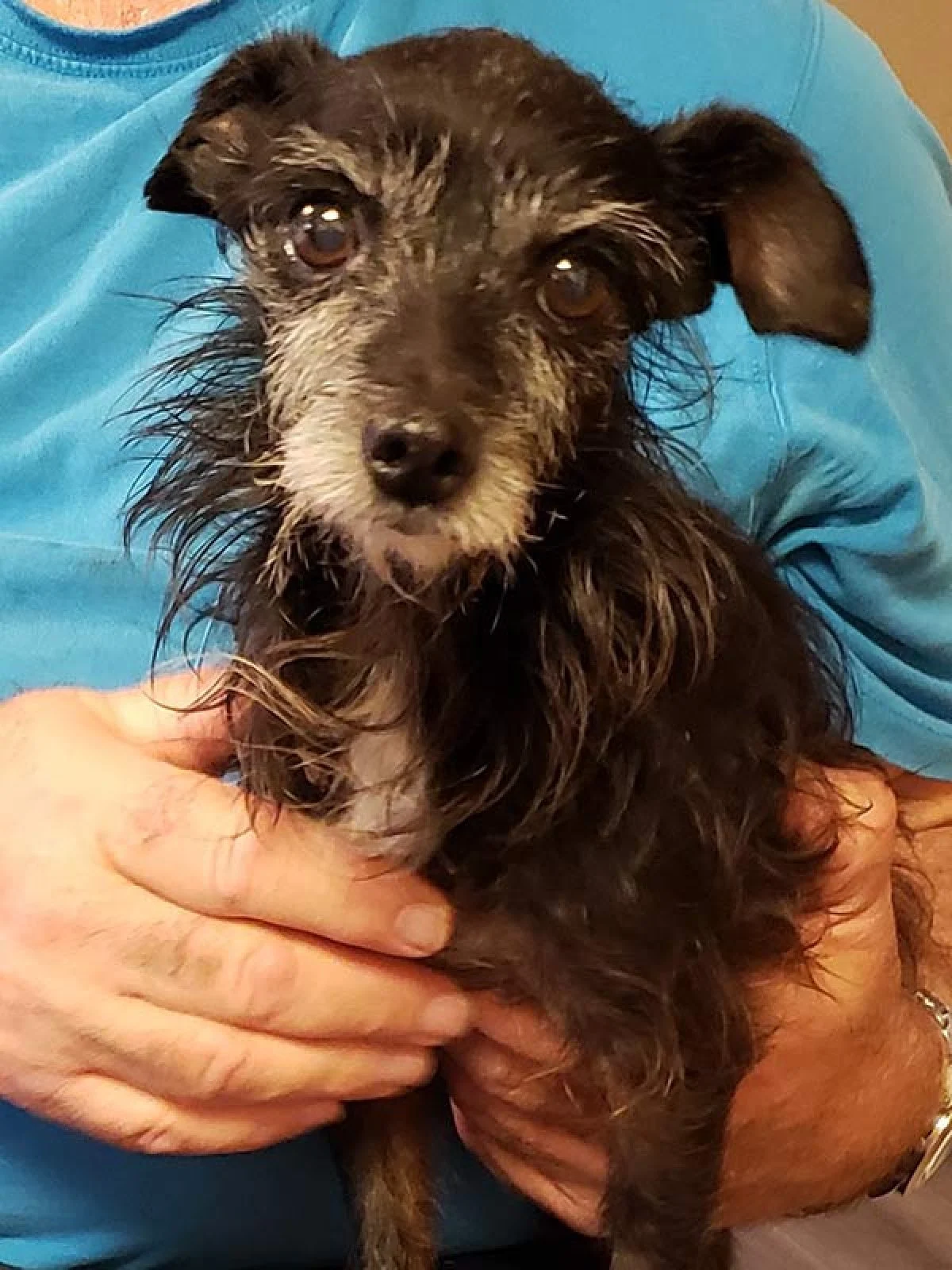Image from Tri-Valley Animal Rescue 2019 on DogTrekker