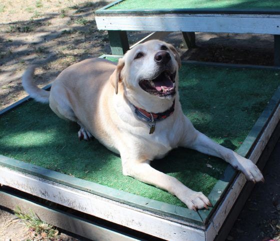 Dog at the Humane Society of Inland Mendocino