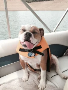 Cool it on a Shasta Cascade houseboat