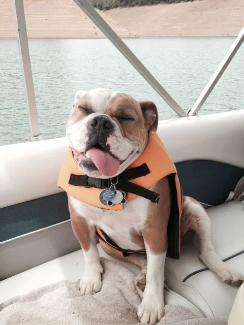 Image from Cool it on a Shasta Cascade houseboat on DogTrekker