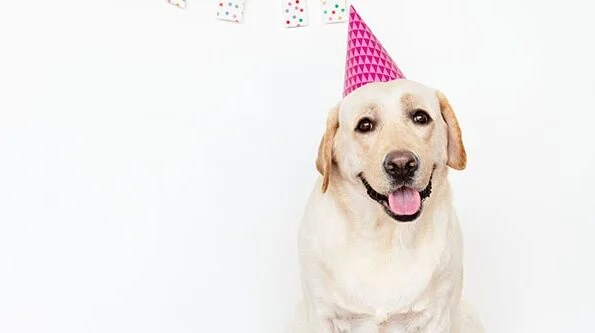 Image from Vet Buzz: keeping the golden years golden on DogTrekker