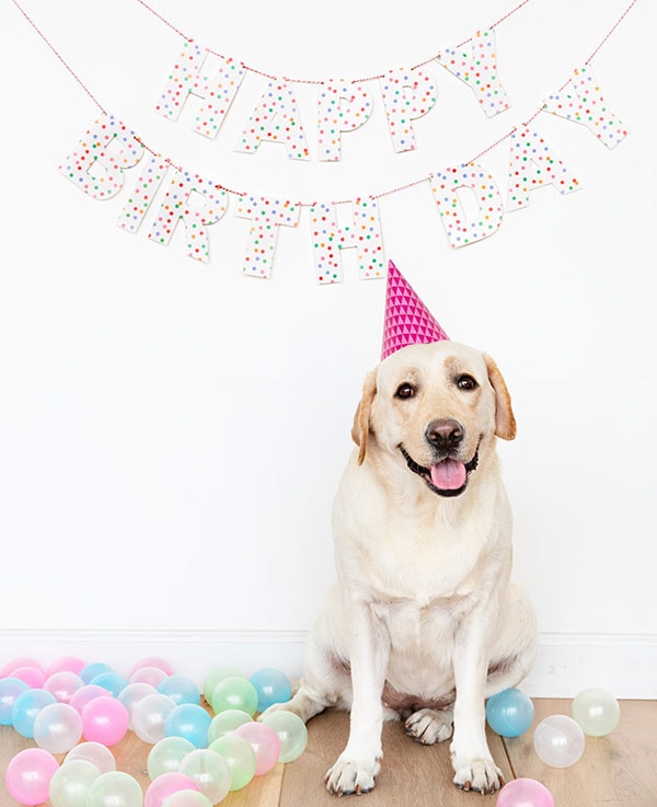 White dog with party hat on