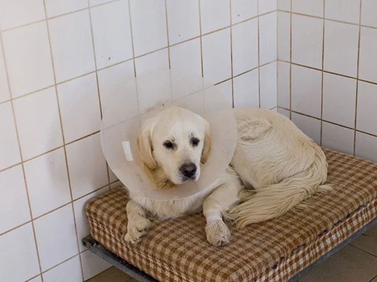 Image from Vet Buzz: oh no! My dog is limping! on DogTrekker