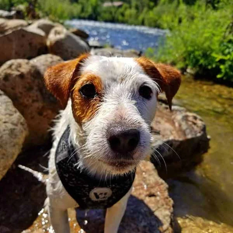 Image from Little bit of magic in El Dorado County on DogTrekker