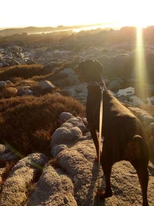 End of summer coasting with your four-legged friend