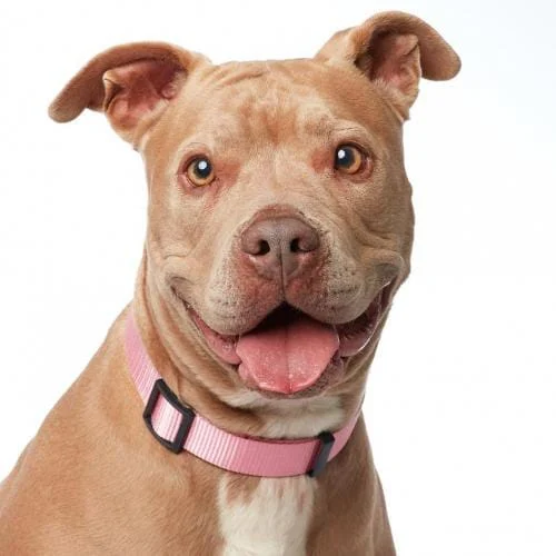 Image from Best Friends' no kill Los Angeles 2019 on DogTrekker