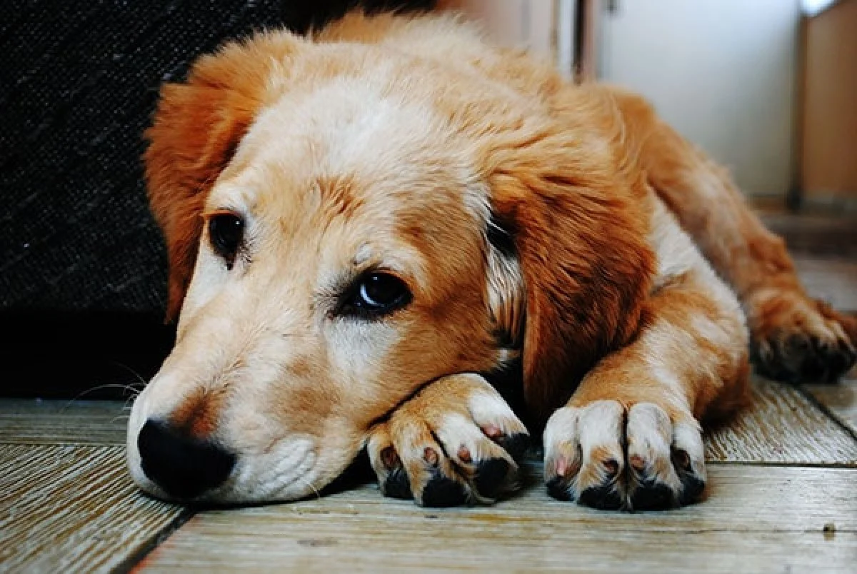 Image from Vet Buzz: healing, health and happiness for your dog on DogTrekker