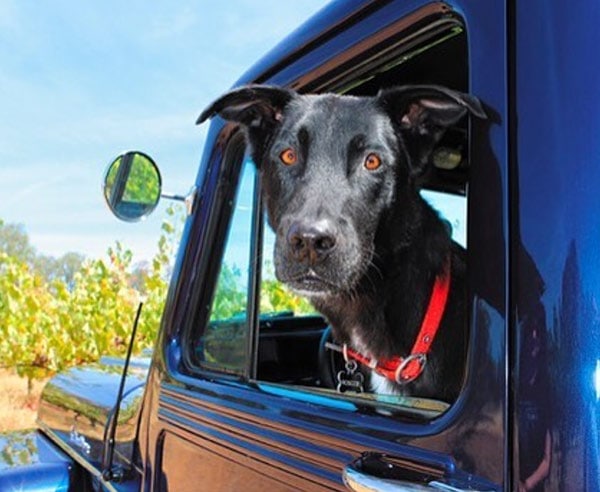 Black dog in Jeep-like vehicle
