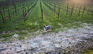 A vibrant dog park bathed in sunlight features abundant greenery with mature trees, offering ample shade for leisurely outdoor activities. In the distance is a well-equipped playground that presents an additional activity area. An inviting picnic table spreads out nearby, ideal for enjoying meals al fresco or taking relaxing breaks from play. A neatly-placed trash bin aids in maintaining the park's cleanliness for everyone's enjoyment. Dominating the scene is a generously wide dirt path gracefully curving through the expanse of grass, promising exploratory walks and lively fetch games.