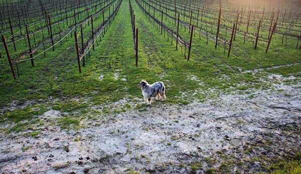 Dog in Santa Cruz Mountains vineyard