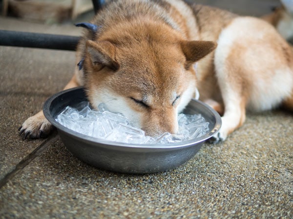 Dog resting its head in a bowl of ice