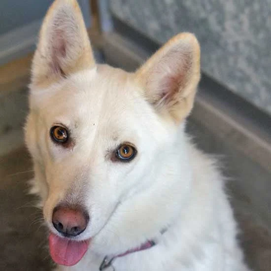 Image from Helen Woodward Animal Center 2019 on DogTrekker