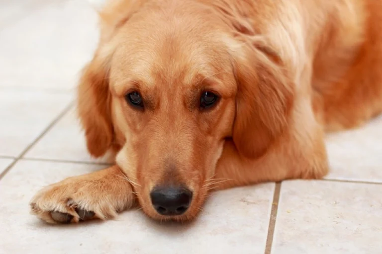Image from Choosing a final good-bye away from the vet's office on DogTrekker