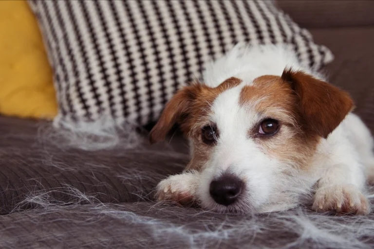 Image from Shedding concerns on DogTrekker