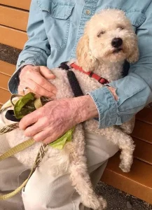 Norcal Poodle Rescue