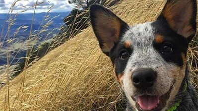 Dog with big ears by Mount Diablo