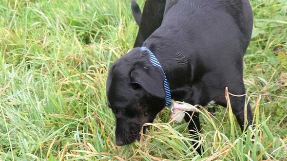Image from Why does my dog eat grass? on DogTrekker