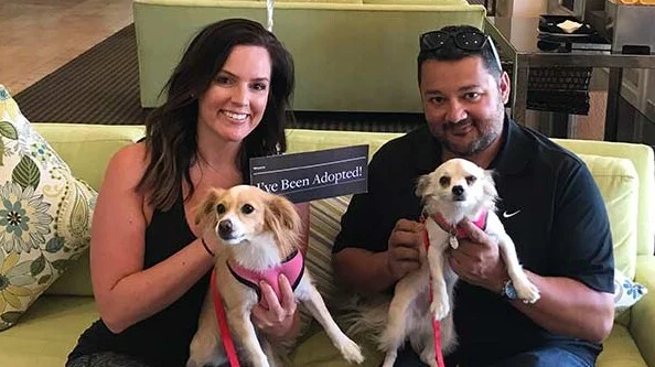 Image from Dog Samaritans at Westin Mission Hills on DogTrekker