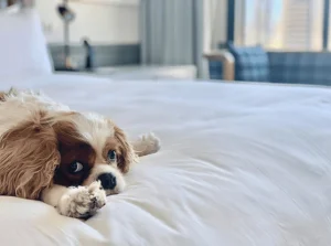 Put paws on pillows in San Diego