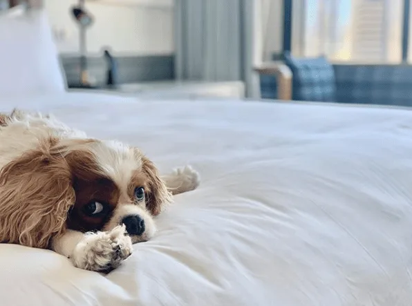 Image from Put paws on pillows in San Diego on DogTrekker