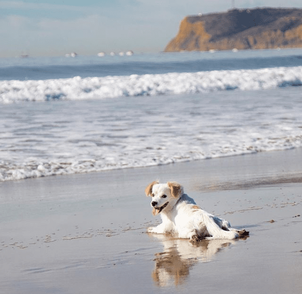Little dog running fast on the beach